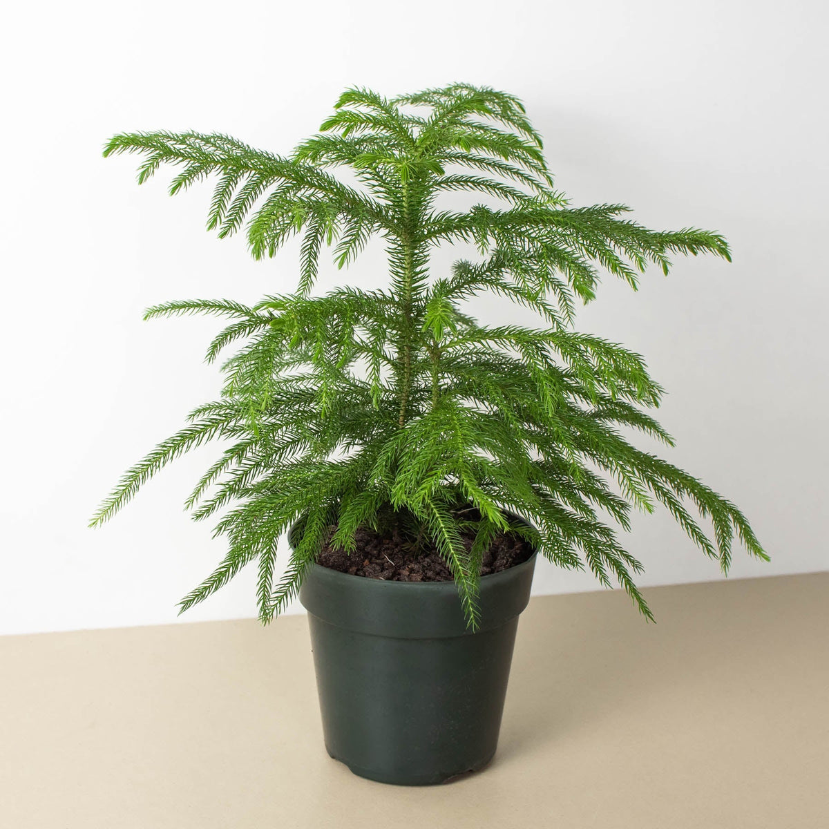 Norfolk Island Pine indoor plant with bright green feathery foliage in a dark green pot on Tampa Home & Garden Store