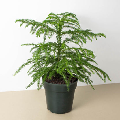 Norfolk Island Pine indoor plant with bright green feathery foliage in a dark green pot on Tampa Home & Garden Store