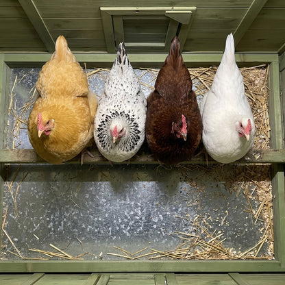Large Wooden Chicken Coop and Two Nesting Boxes