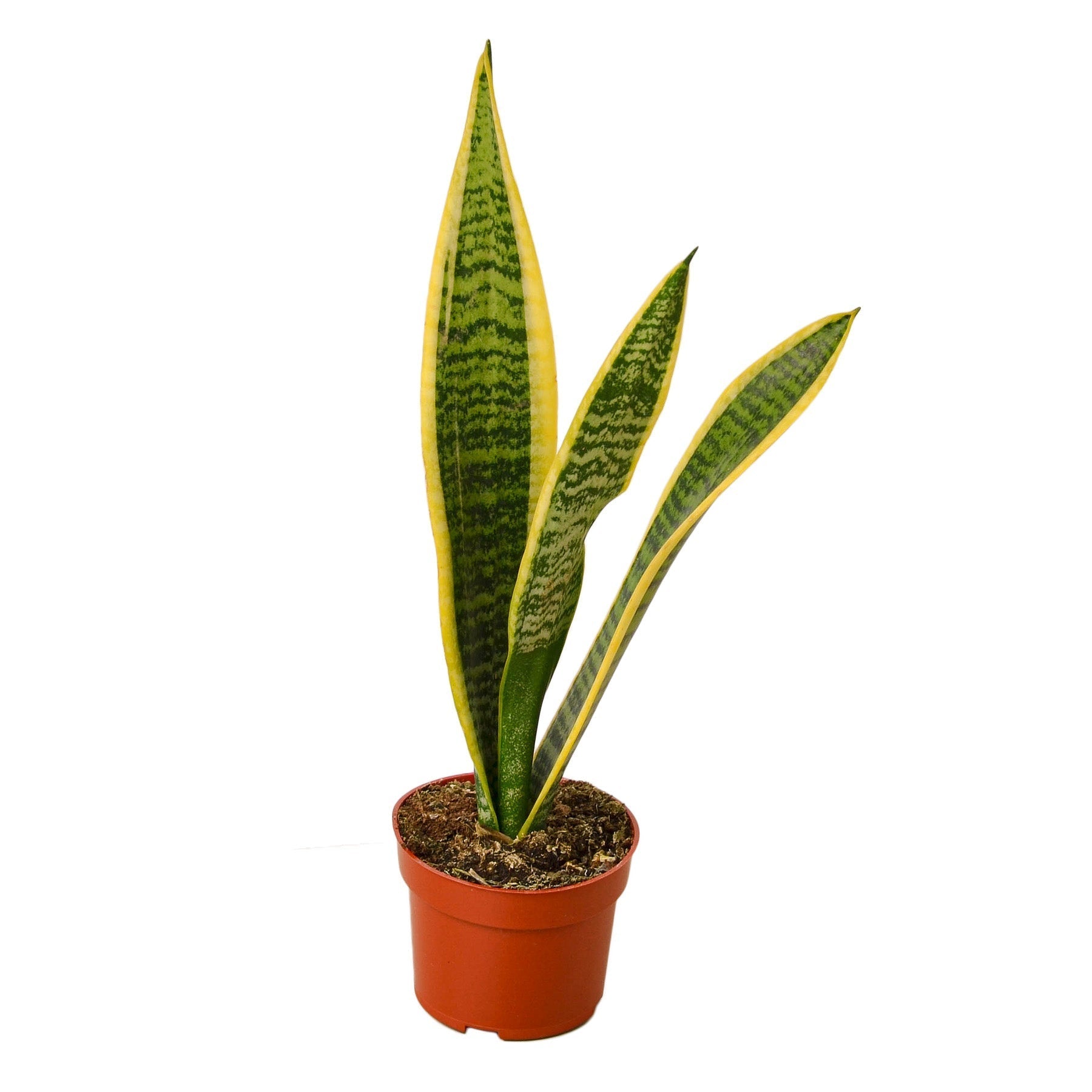 Snake Plant Laurentii 4-inch pot with yellow-edged green leaves Rooted Treasures Farms on Tampa Home & Garden Store