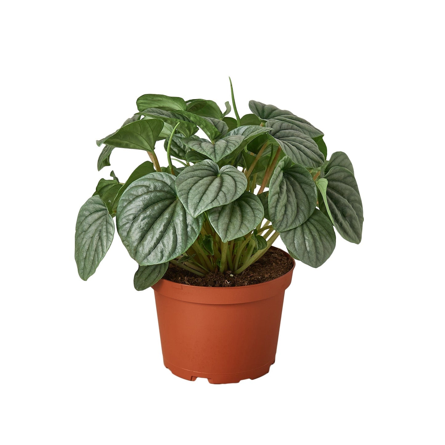 Peperomia Frost indoor plant in terracotta pot with silver leaves by Rooted Treasures Farms on Tampa Home & Garden Store