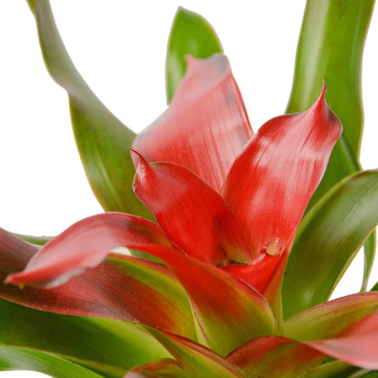 Bromeliad Medusa plant with red bracts and green leaves Rooted Treasures Farms on Tampa Home & Garden Store