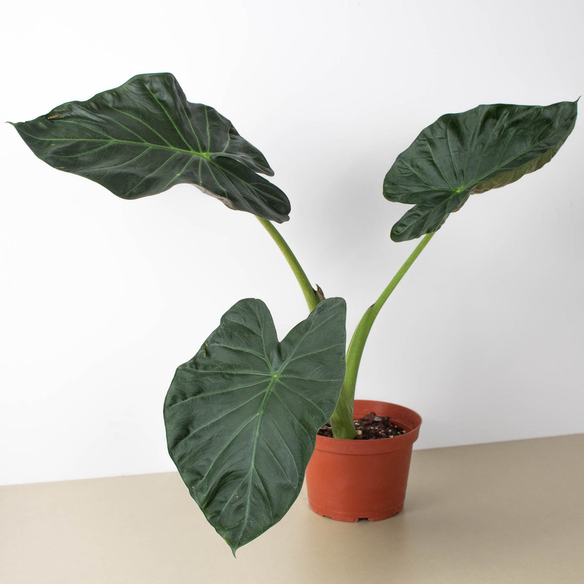 Alocasia Regal Shield plant with large dark green leaves on green stems in a terracotta pot on Tampa Home & Garden Store