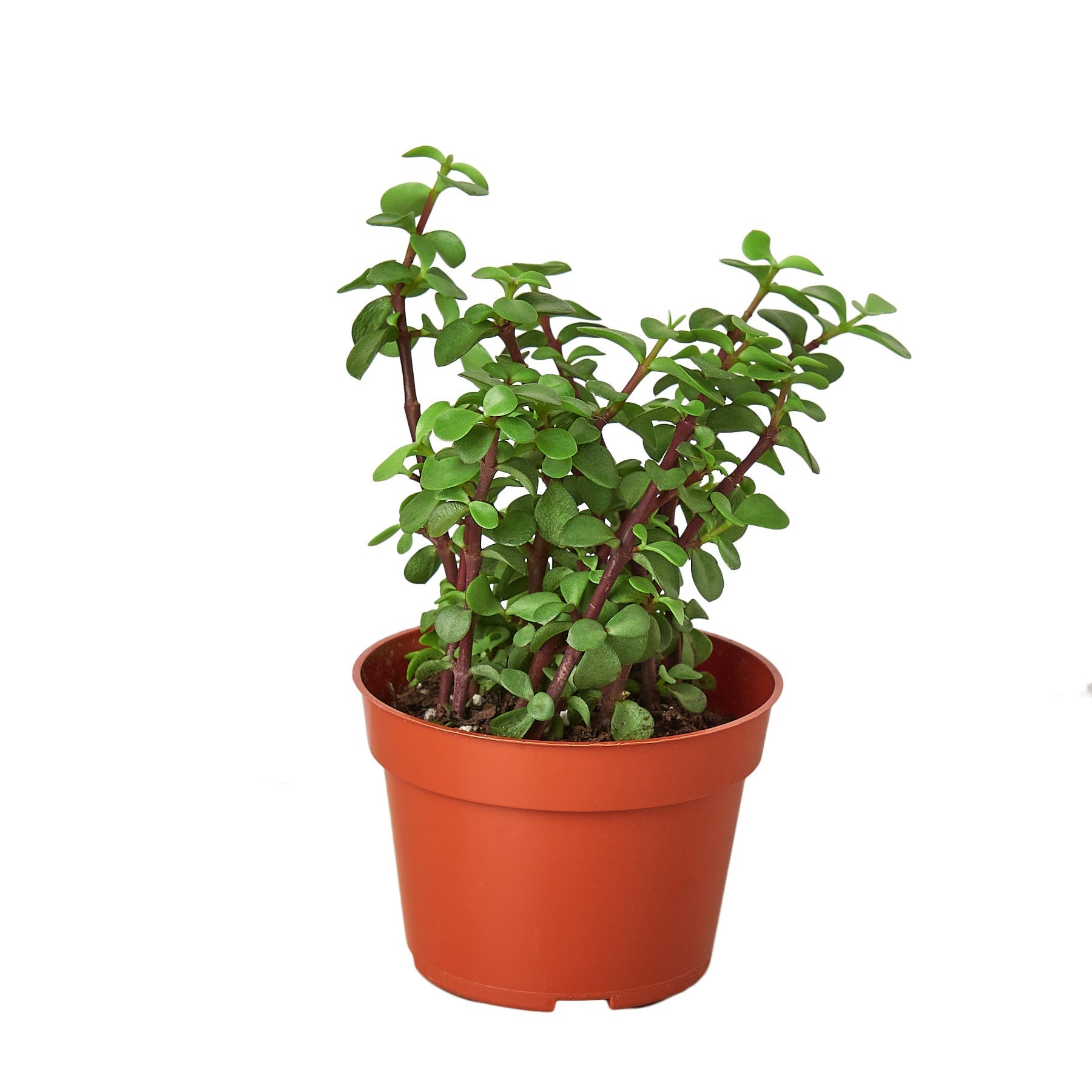 Succulent Elephant Bush in terracotta pot with green rounded leaves and reddish stems on Tampa Home & Garden Store