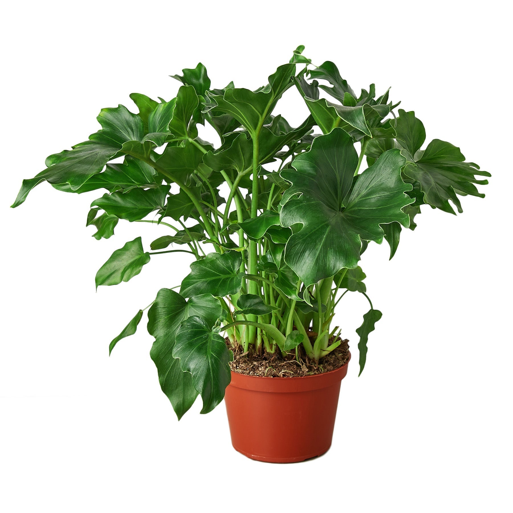 Philodendron Little Hope plant in pot with glossy green lobed leaves Rooted Treasures Farms on Tampa Home & Garden Store