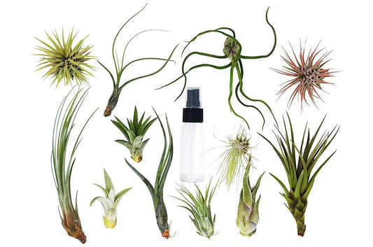 Tillandsia air plant variety pack with spray bottle; assorted air plants from House Plant Shop on Tampa Home & Garden Store