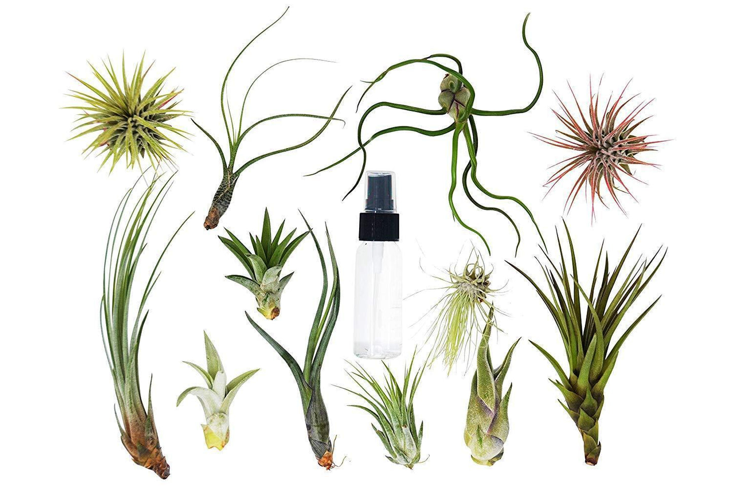 Tillandsia air plant pack with spray bottle, assorted air plants by Rooted Treasures Farms on Tampa Home & Garden Store