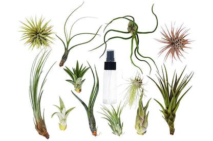 Tillandsia air plant pack with spray bottle, assorted air plants by Rooted Treasures Farms on Tampa Home & Garden Store