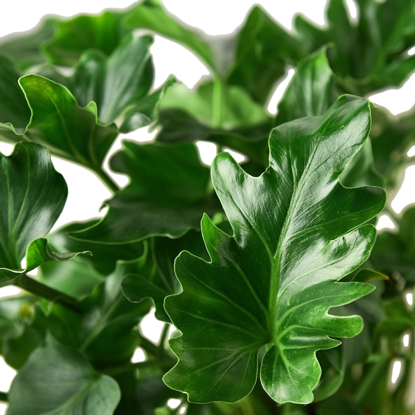 Philodendron Little Hope plant with glossy green lobed leaves on Tampa Home & Garden Store