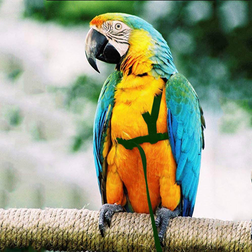 Parrot with green bird harness perched on a rope against a blurred background on Tampa Home & Garden Store