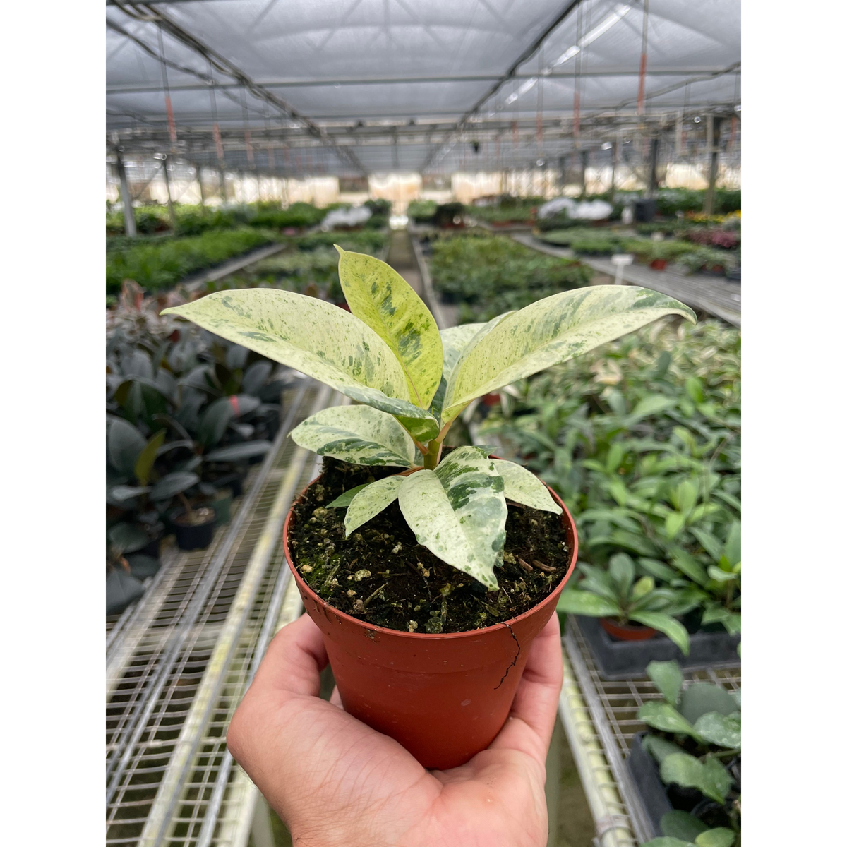 Ficus shivereana Moonshine indoor plant with variegated cream-green leaves in terracotta pot on Tampa Home & Garden Store