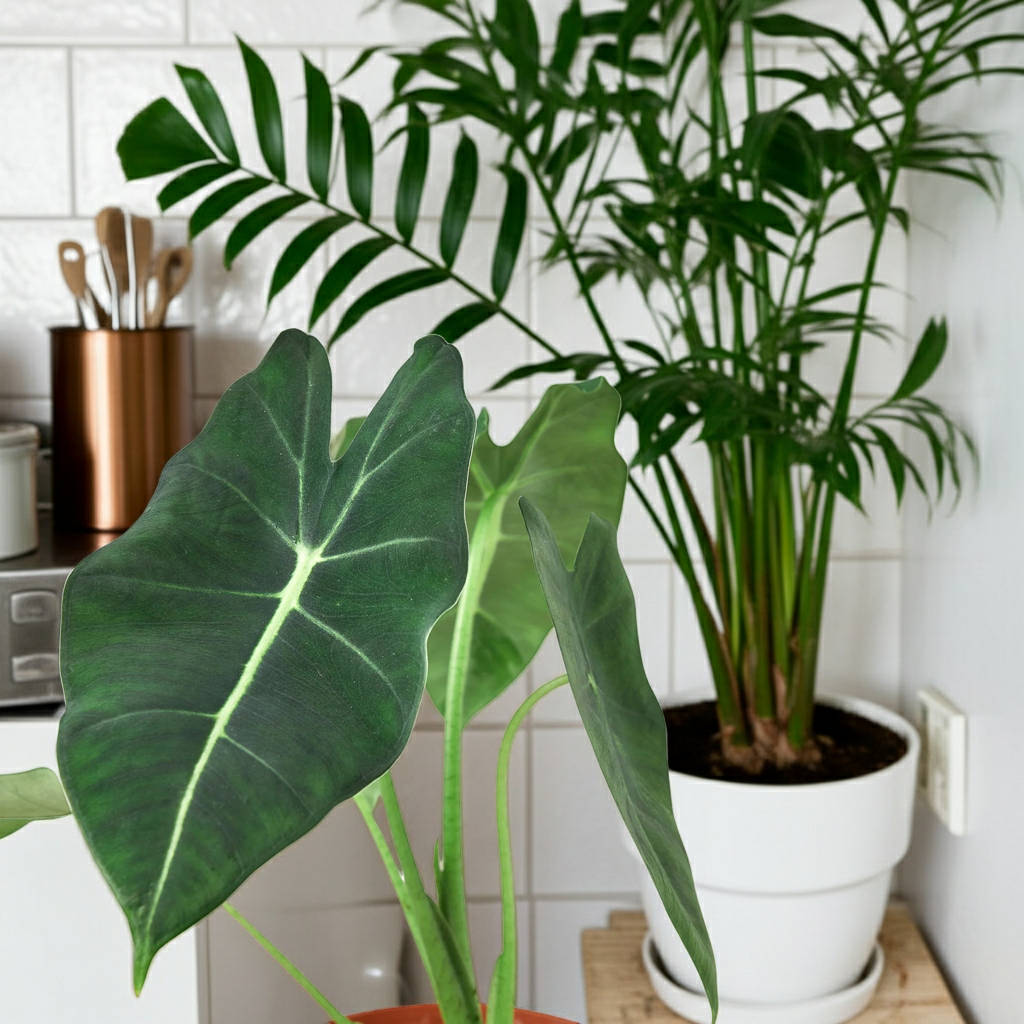 Alocasia Micholitziana Frydek indoor plant with dark-green leaves in an orange pot on Tampa Home & Garden Store