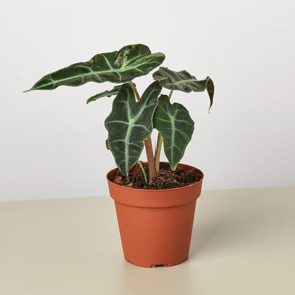 Alocasia Polly African Mask indoor plant with dark green leaves and veins in terracotta pot on Tampa Home & Garden Store
