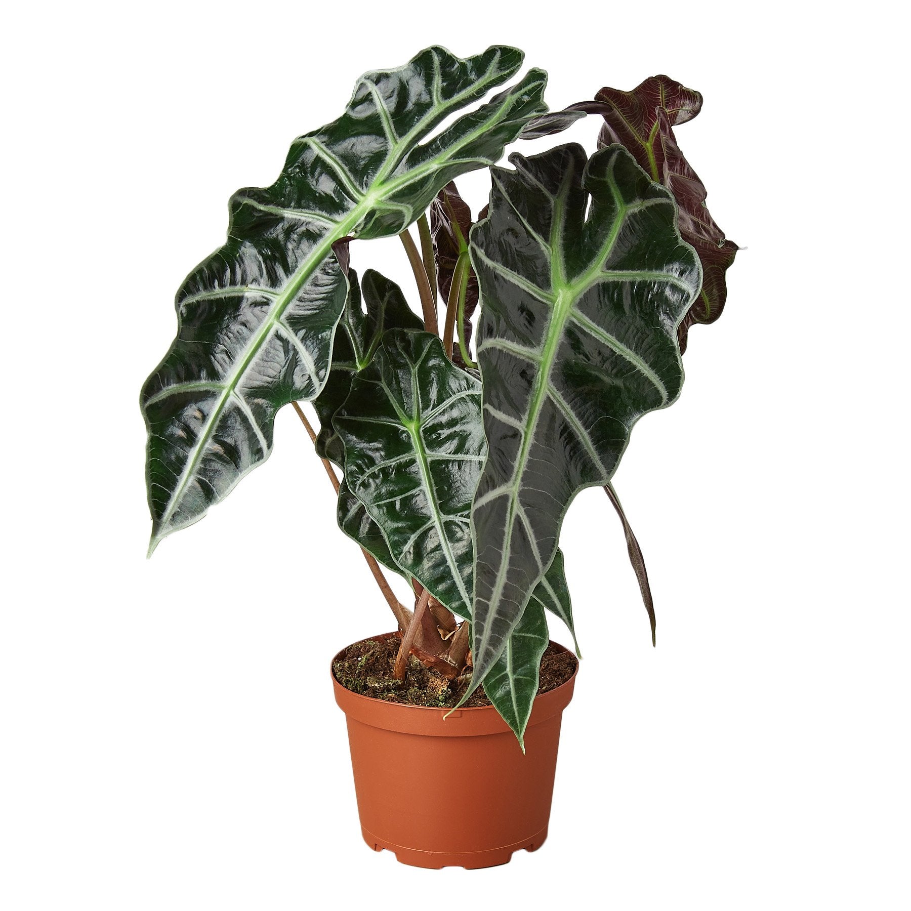 Alocasia Polly African Mask indoor plant in terracotta pot with dark green leaves and pale veins on Tampa Home & Garden Store