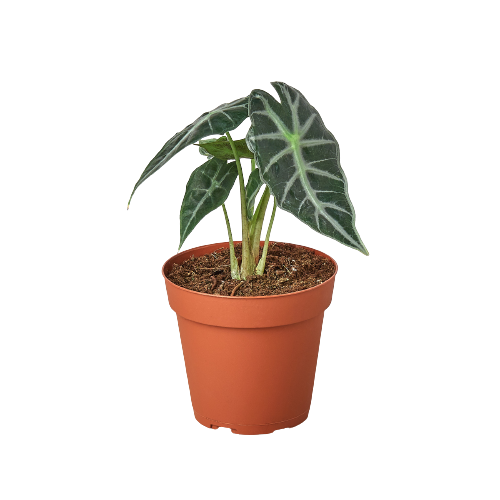 Alocasia Amazonica Bambino indoor plant in terracotta pot with green and white veined leaves on Tampa Home & Garden Store