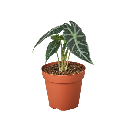 Alocasia Amazonica Bambino indoor plant in terracotta pot with green and white veined leaves on Tampa Home & Garden Store