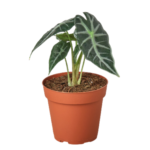 Potted Alocasia plant with large green leaves on a white background