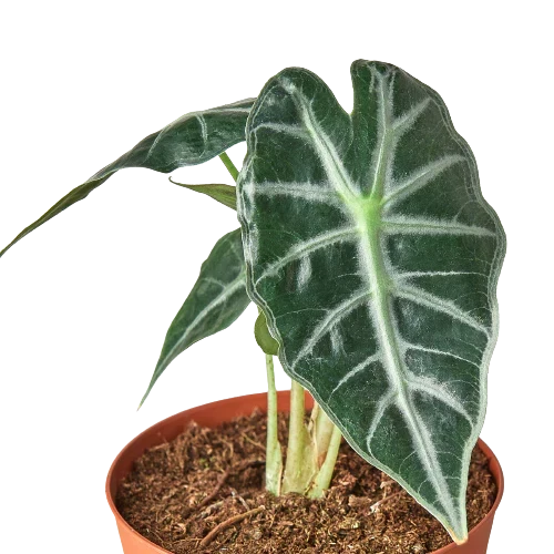 Alocasia Amazonica Bambino indoor plant with green leaves in pot Rooted Treasures Farms on Tampa Home & Garden Store