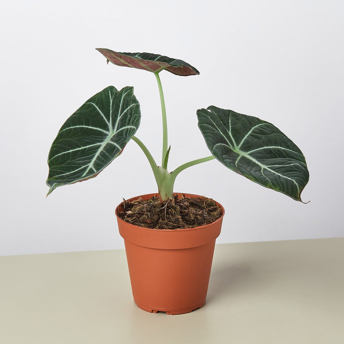 Alocasia Reginula Black Velvet indoor plant with dark velvety leaves and white veins in pot on Tampa Home & Garden Store