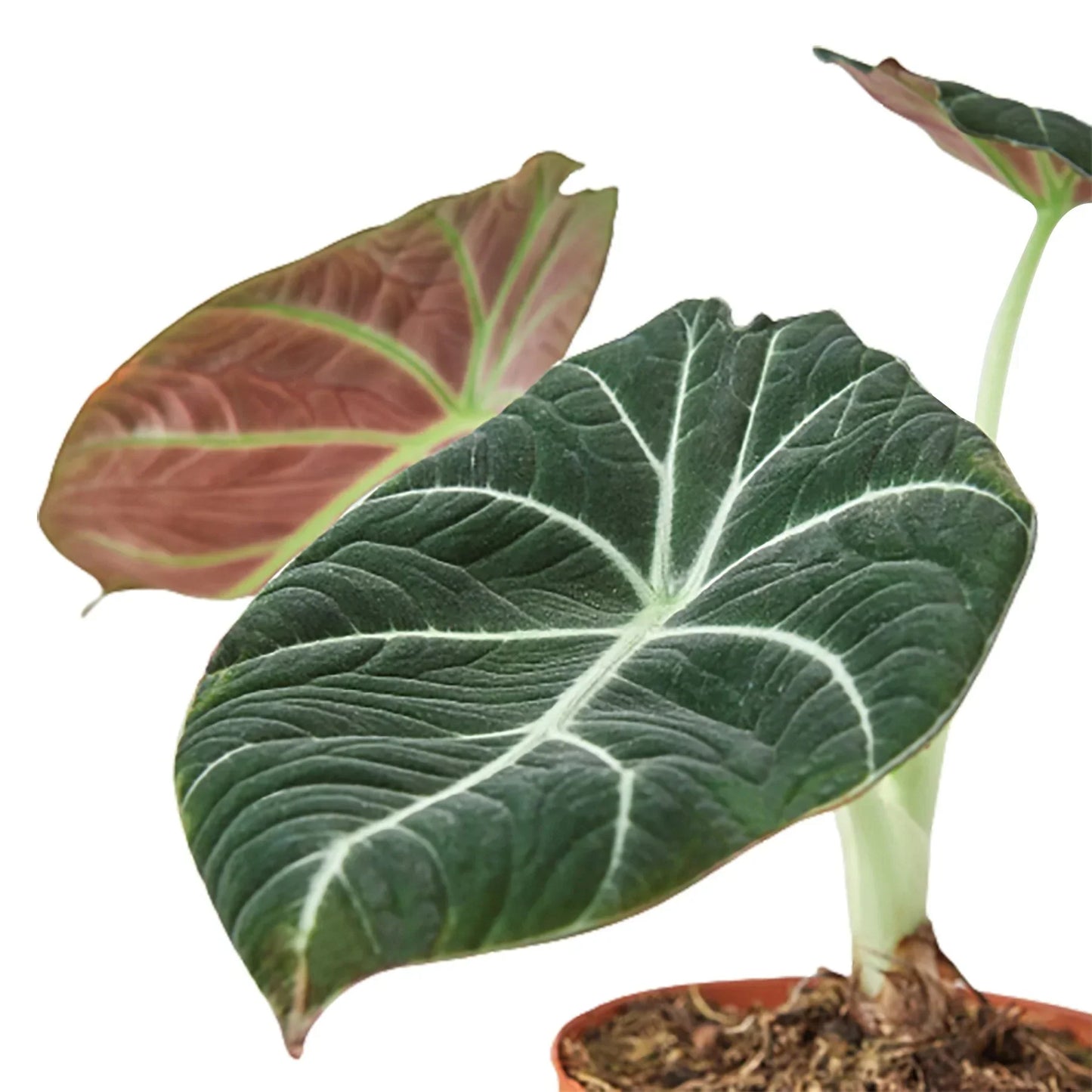 Alocasia Black Velvet velvety dark leaves with pale veins in pot Rooted Treasures Farms on Tampa Home & Garden Store