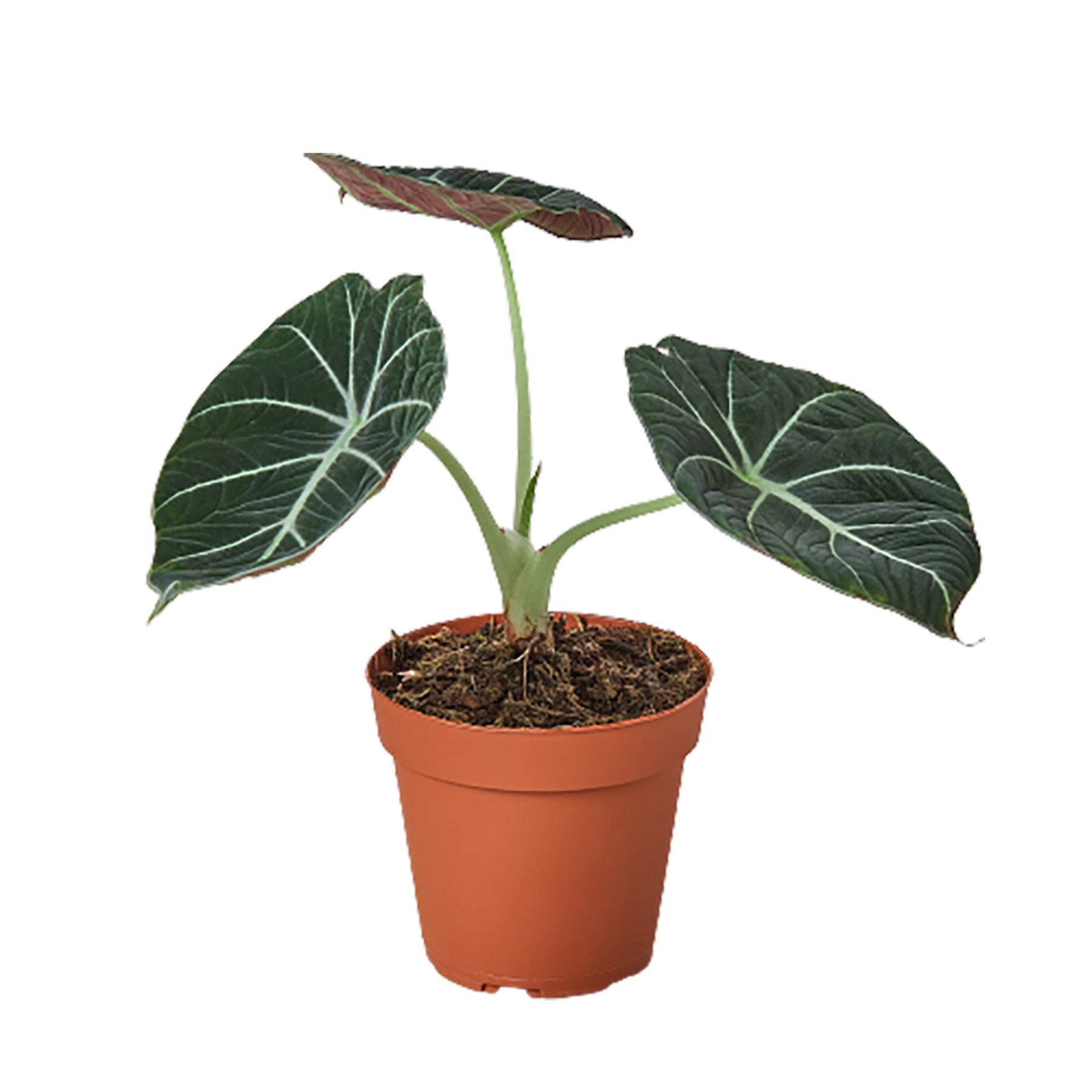 Alocasia Reginula Black Velvet plant in a 4-in pot with dark leaves and white veins on Tampa Home & Garden Store