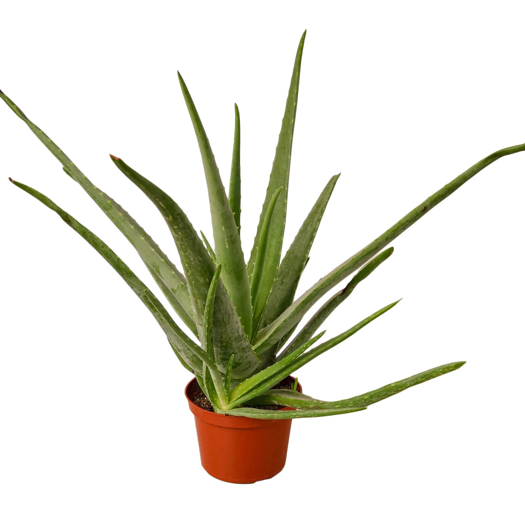 Aloe vera plant in a terracotta pot with green leaves Rooted Treasures Farms potted houseplant on Tampa Home & Garden Store