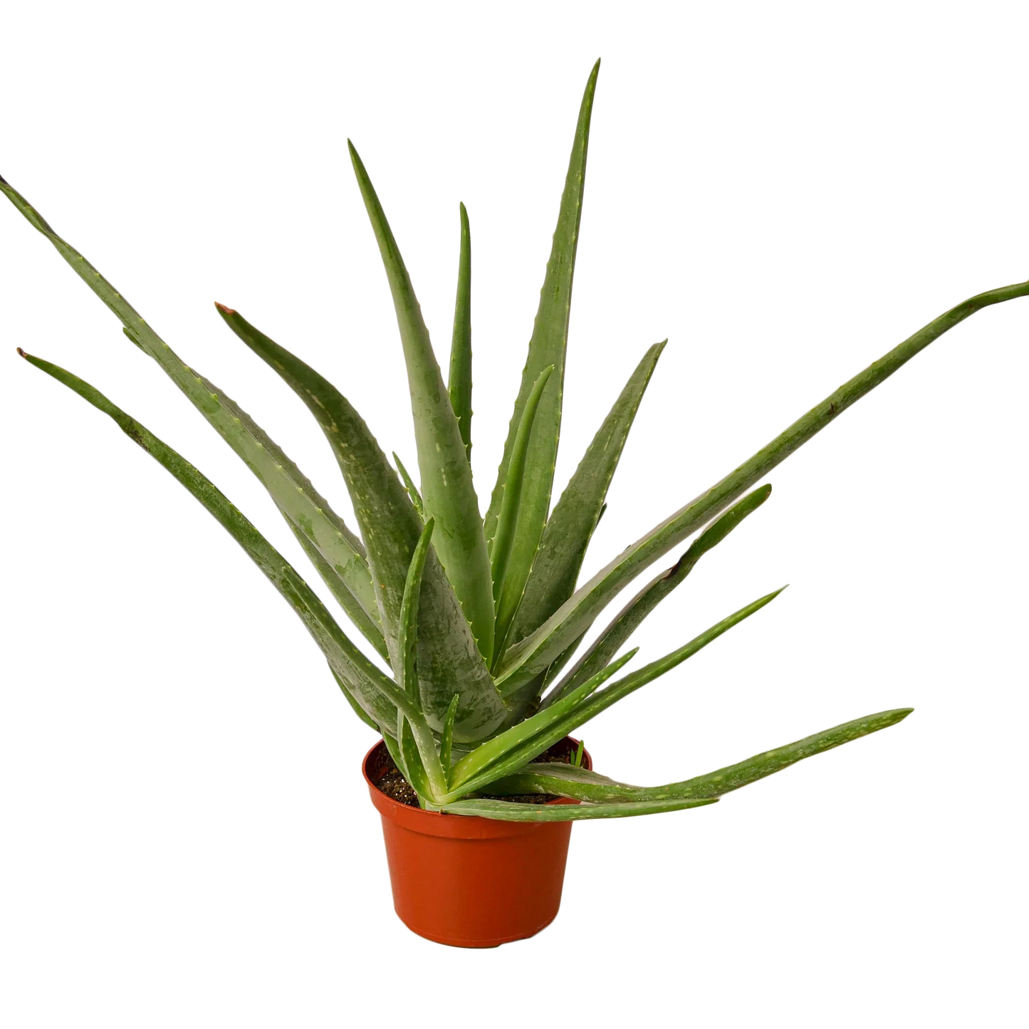 Aloe vera plant in a terracotta pot with tall green leaves on Tampa Home & Garden Store