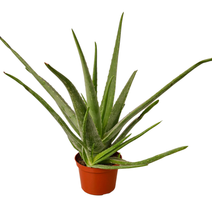 Aloe vera plant in a terracotta pot with tall green leaves on Tampa Home & Garden Store