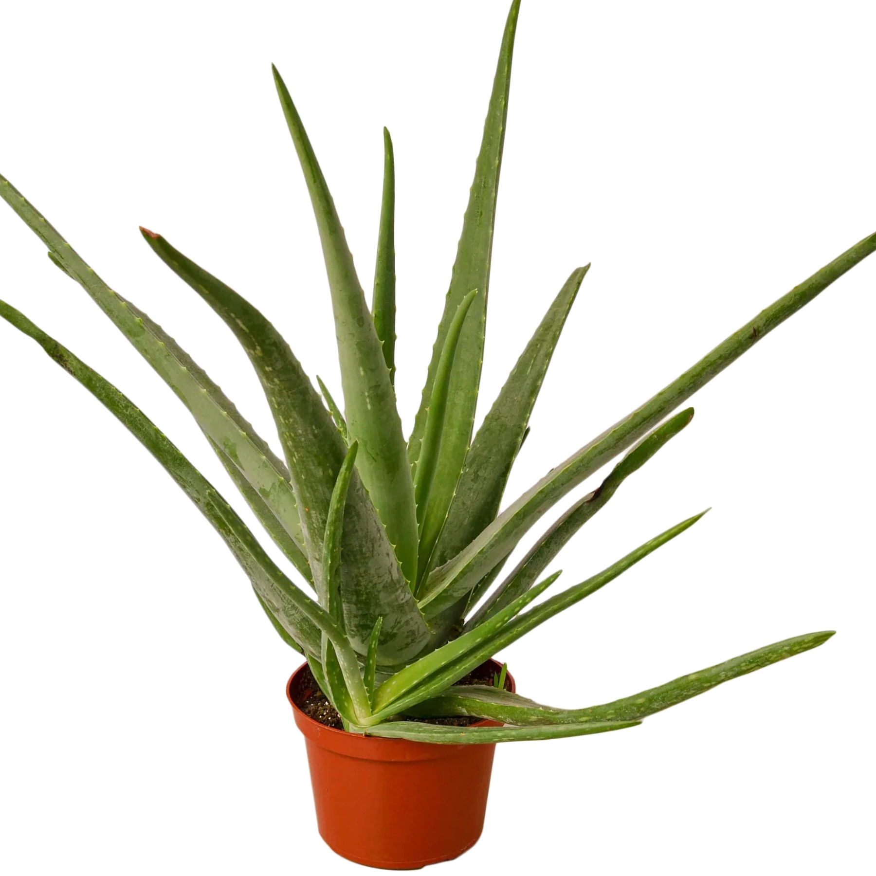Potted aloe vera plant 6" pot on a white background