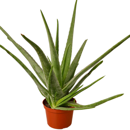 Potted aloe vera plant 6" pot on a white background