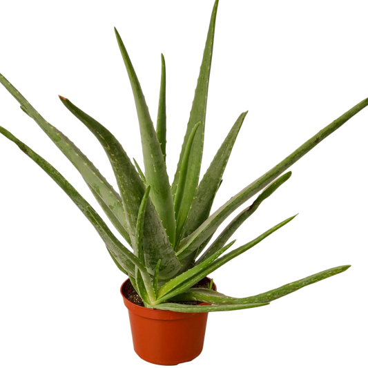 Potted aloe vera plant 6" pot on a white background