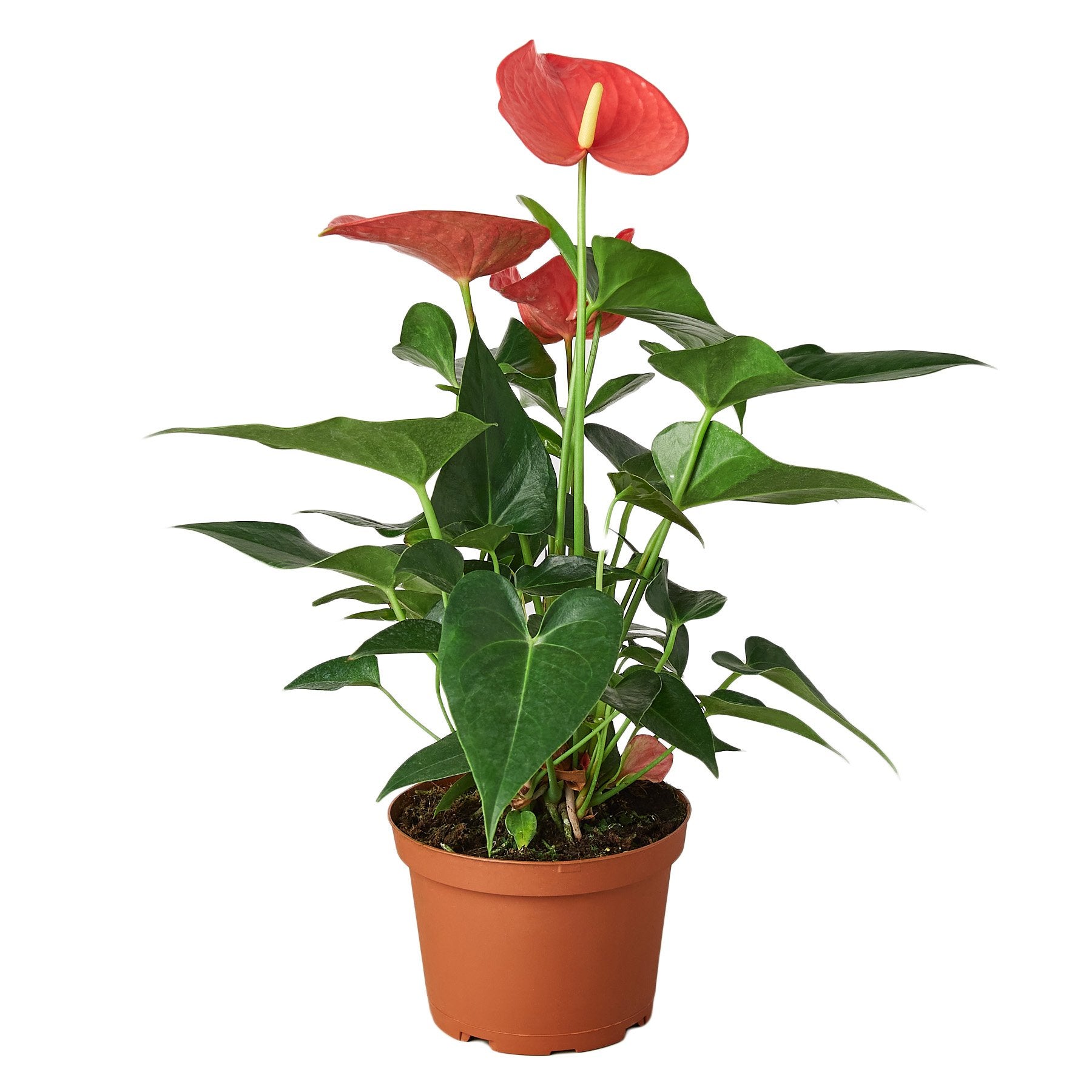 Anthurium Pink by Rooted Treasures Farms with pink spathes and glossy leaves in terracotta pot on Tampa Home & Garden Store