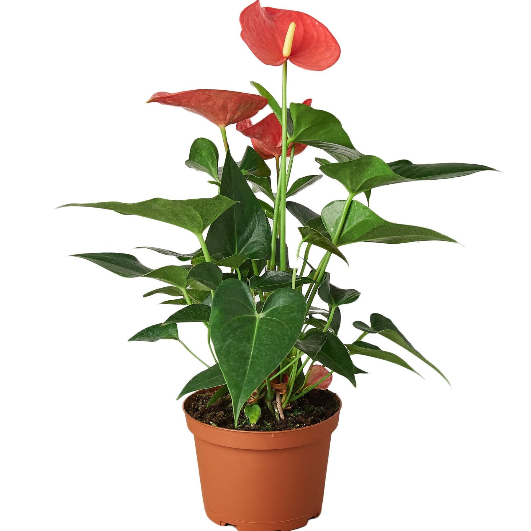 6" Potted Anthurium plant with red flowers on a white background