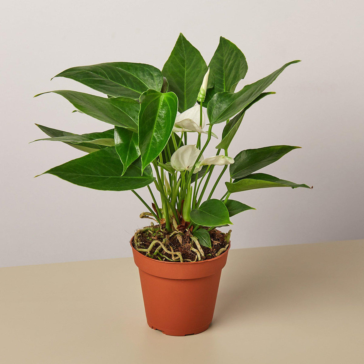 Anthurium White indoor plant with leaves and white spathes in pot House Plant Shop on Tampa Home & Garden Store