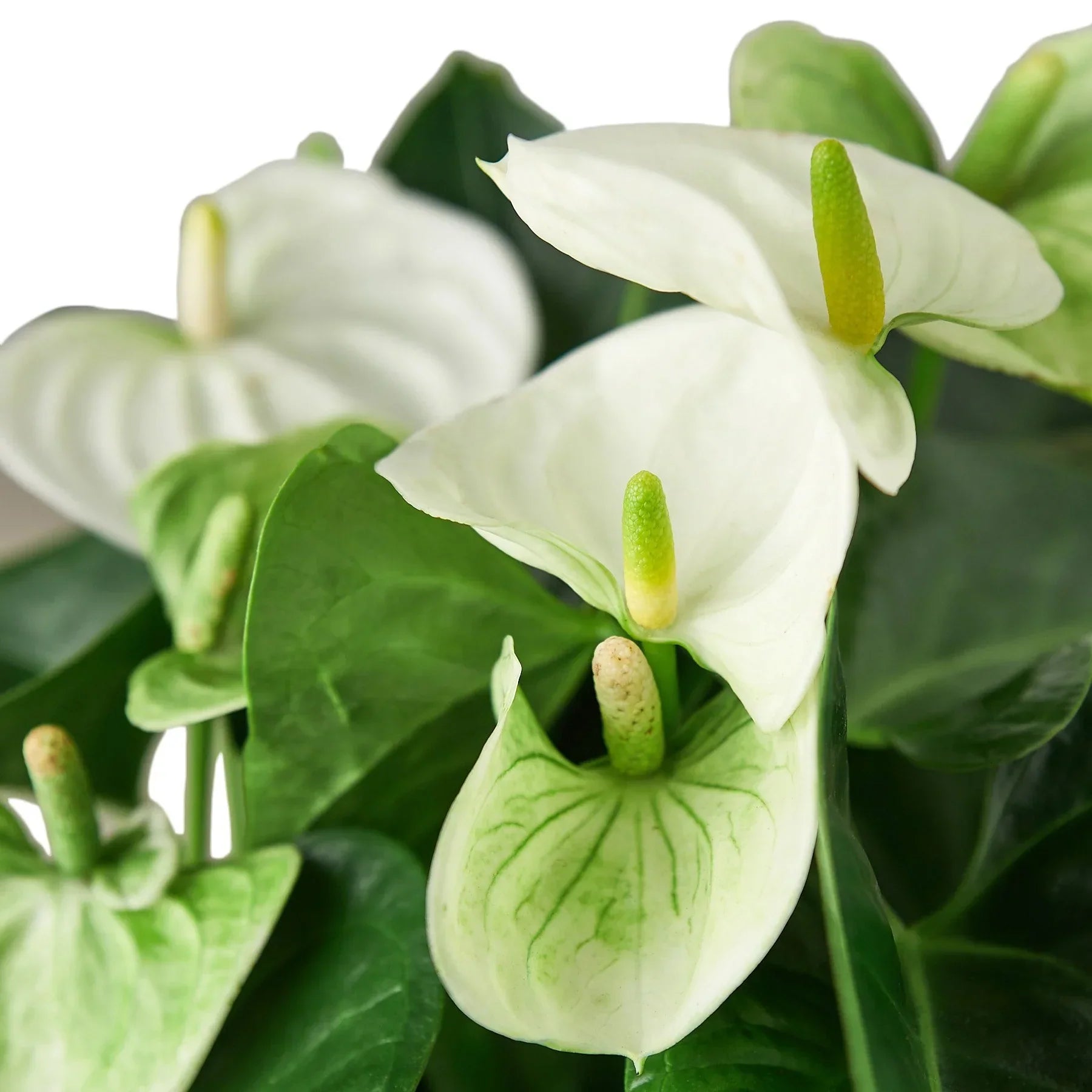 Anthurium White indoor plant with white spathes and green spadix Rooted Treasures Farms on Tampa Home & Garden Store