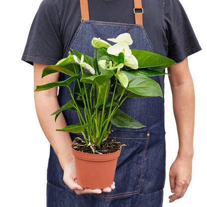 Anthurium White indoor plant with white spathes and glossy green leaves in a terracotta pot on Tampa Home & Garden Store
