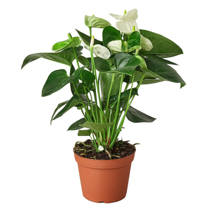 Anthurium White indoor plant with glossy green leaves and white spathes in a terracotta pot on Tampa Home & Garden Store
