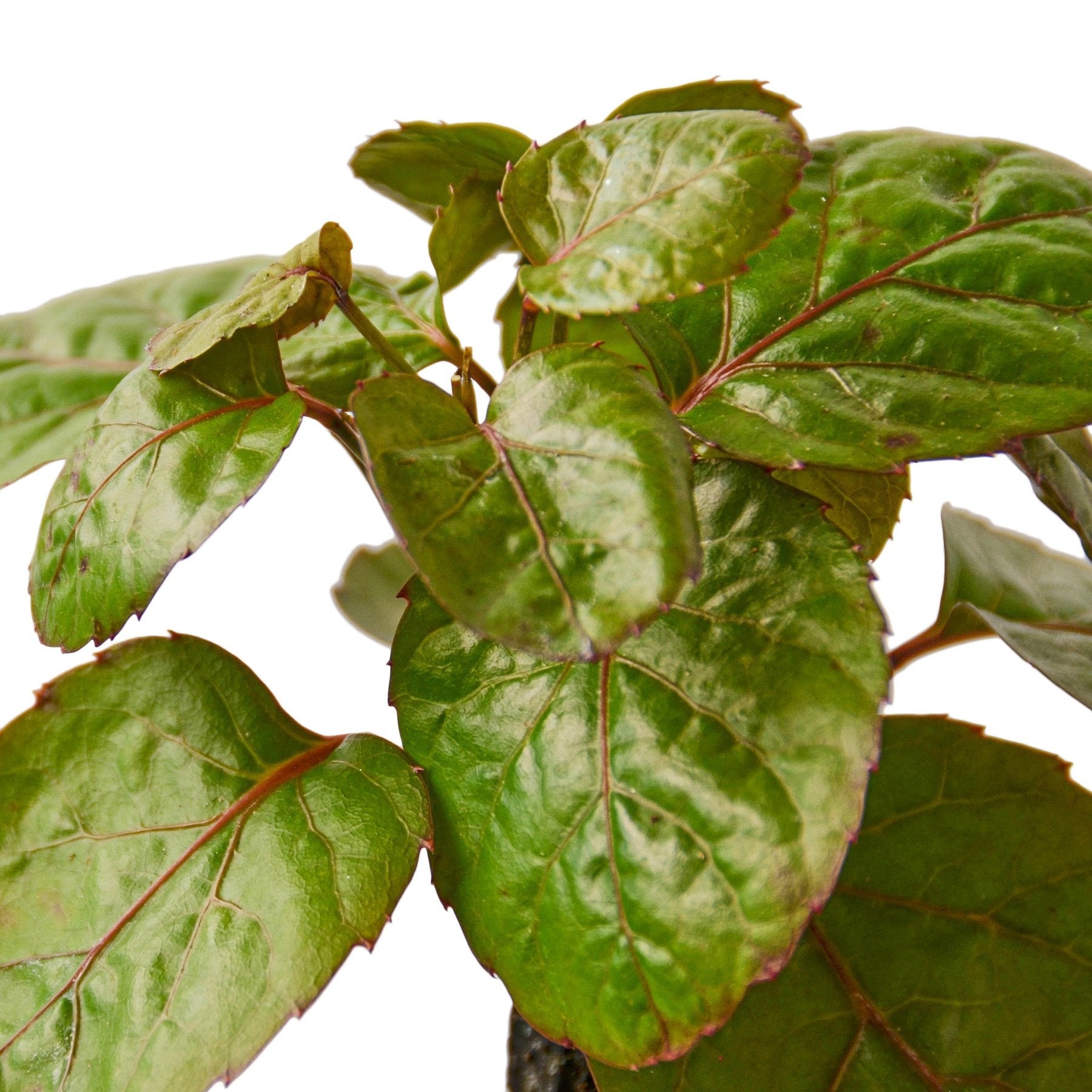 Aralia Fabian Stump Polyscias Scutellaria green leaves red stems Rooted Treasures Farms on Tampa Home & Garden Store