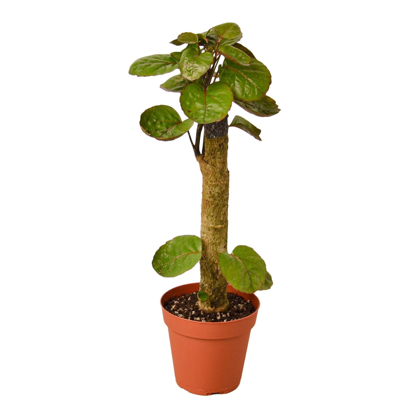 Aralia Fabian stump plant, Rooted Treasures Farms, green glossy leaves in a terracotta pot on Tampa Home & Garden Store