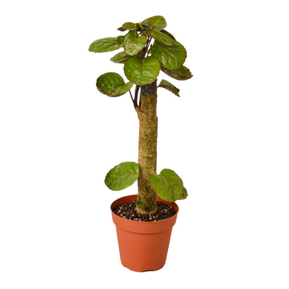 Aralia Fabian stump plant, Rooted Treasures Farms, green glossy leaves in a terracotta pot on Tampa Home & Garden Store