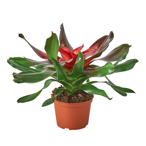 Bromeliad Medusa plant in pot with green leaves and red center Rooted Treasures Farms on Tampa Home & Garden Store