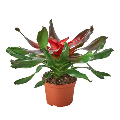 Bromeliad Medusa plant in pot with green leaves and red center Rooted Treasures Farms on Tampa Home & Garden Store