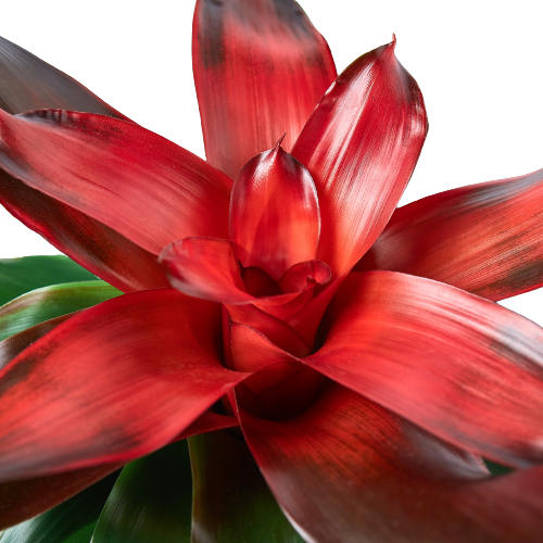 Bromeliad Medusa plant with red glossy rosette leaves by Rooted Treasures Farms on Tampa Home & Garden Store