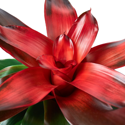 Bromeliad Medusa plant with red glossy rosette leaves by Rooted Treasures Farms on Tampa Home & Garden Store