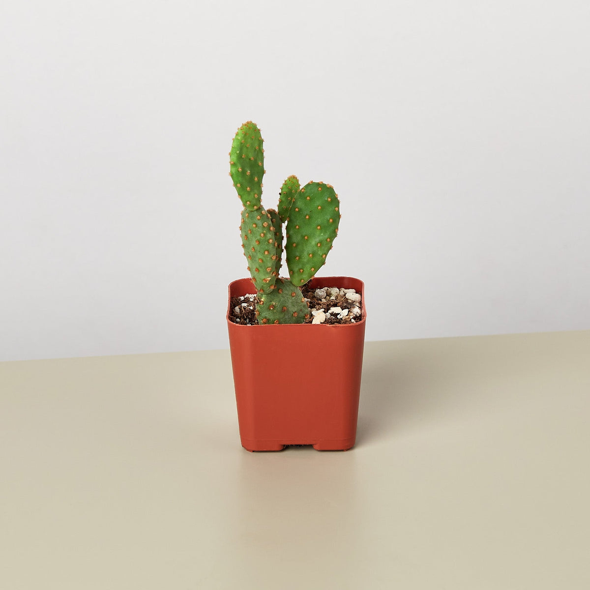 Cactus Variety 2in Pot succulent with flat green paddles in red nursery pot by House Plant Shop on Tampa Home & Garden Store