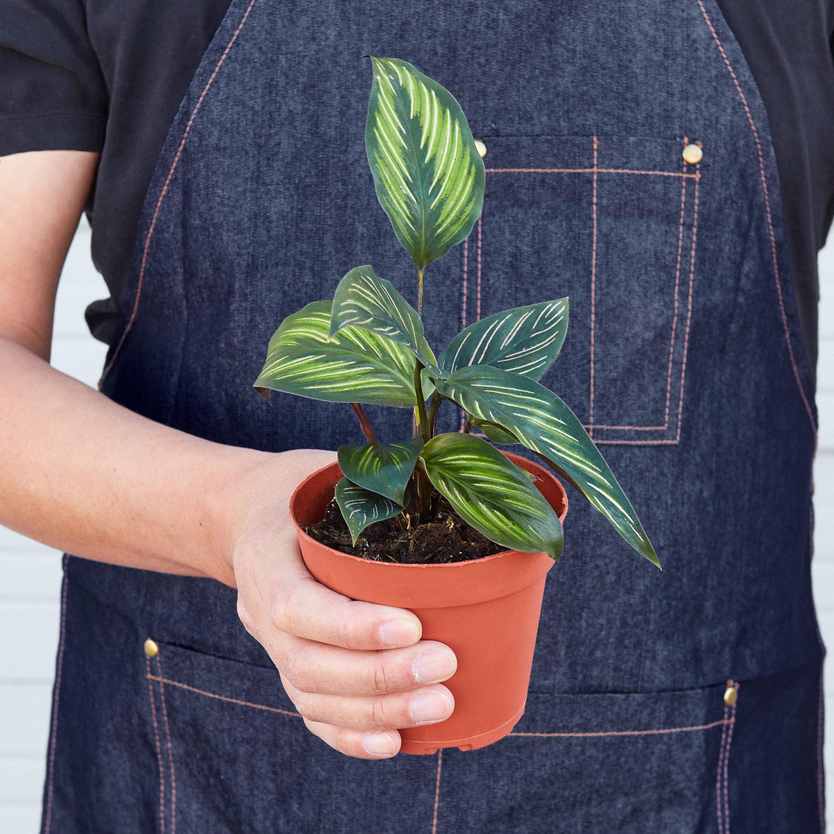 Calathea Beauty Star indoor plant in terracotta pot with variegated green and yellow leaves on Tampa Home & Garden Store