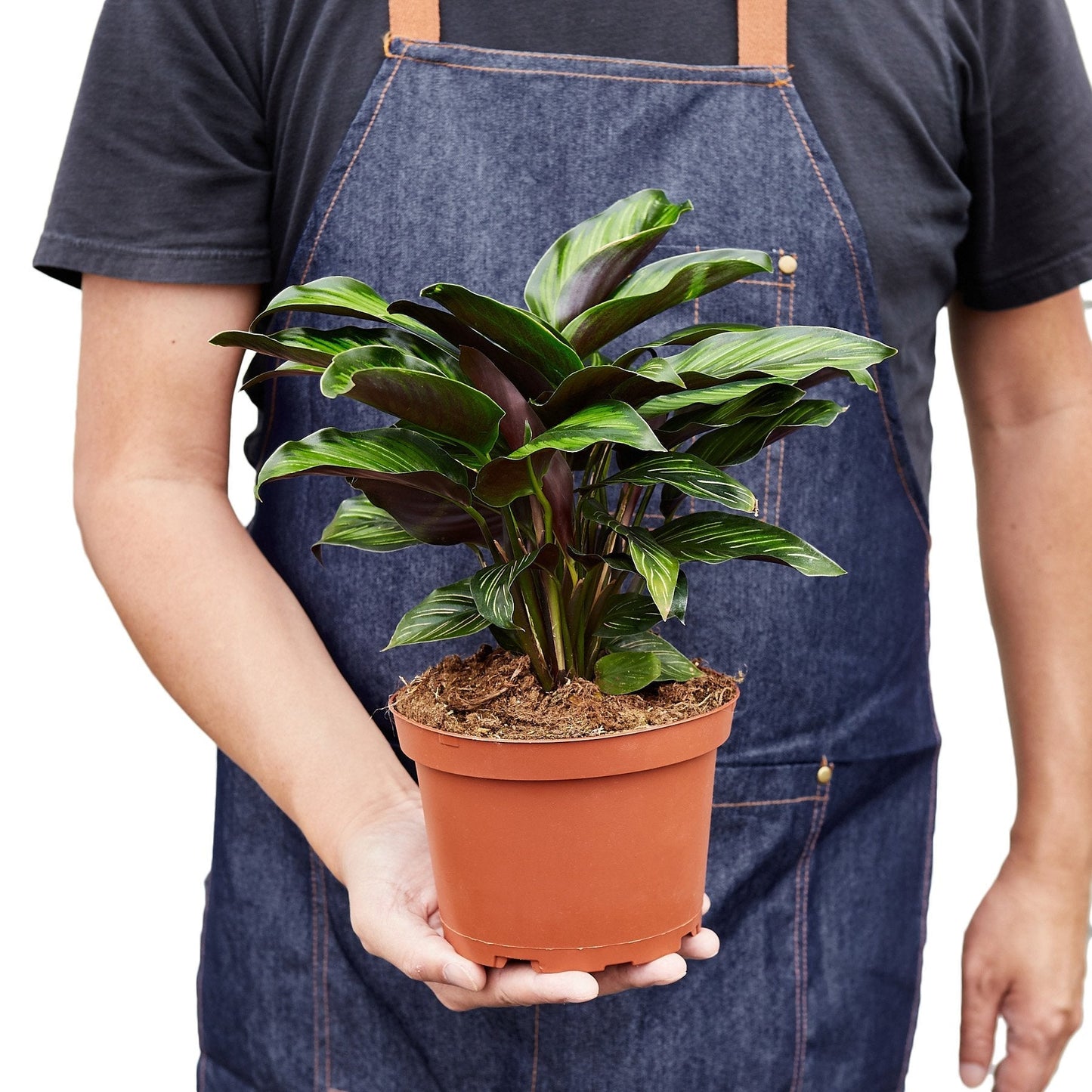 Calathea Beauty Star indoor plant with green and purple leaves in terracotta pot on Tampa Home & Garden Store