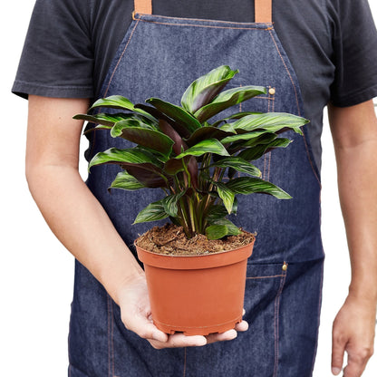 Calathea Beauty Star indoor plant with green and purple leaves in terracotta pot on Tampa Home & Garden Store