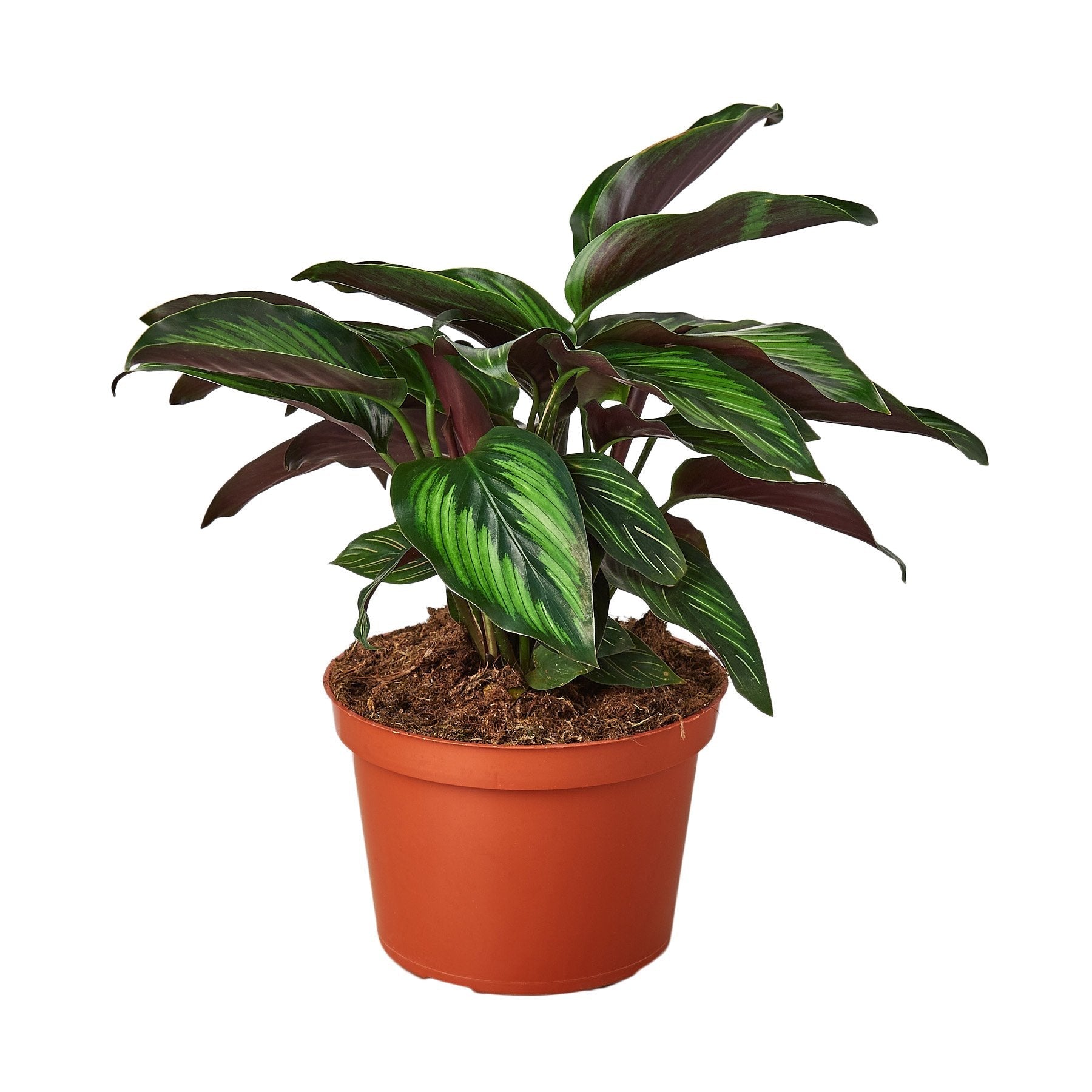 Calathea Beauty Star indoor plant by Rooted Treasures Farms with green and burgundy leaves on Tampa Home & Garden Store