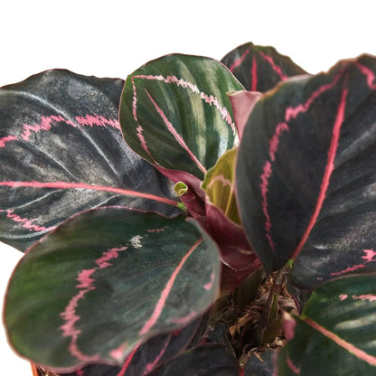 Calathea Dottie Indoor Plant With Pink Spots